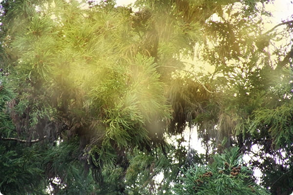 Cedar pollen